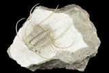 Spiny Boedaspis Trilobite - Museum Quality Specimen #180209-1